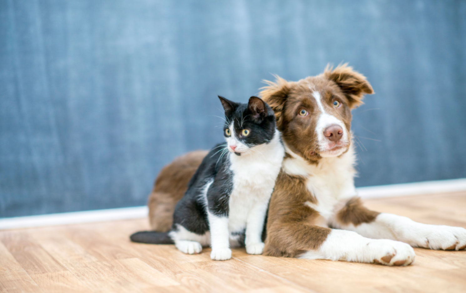 ペットは飼いたい？