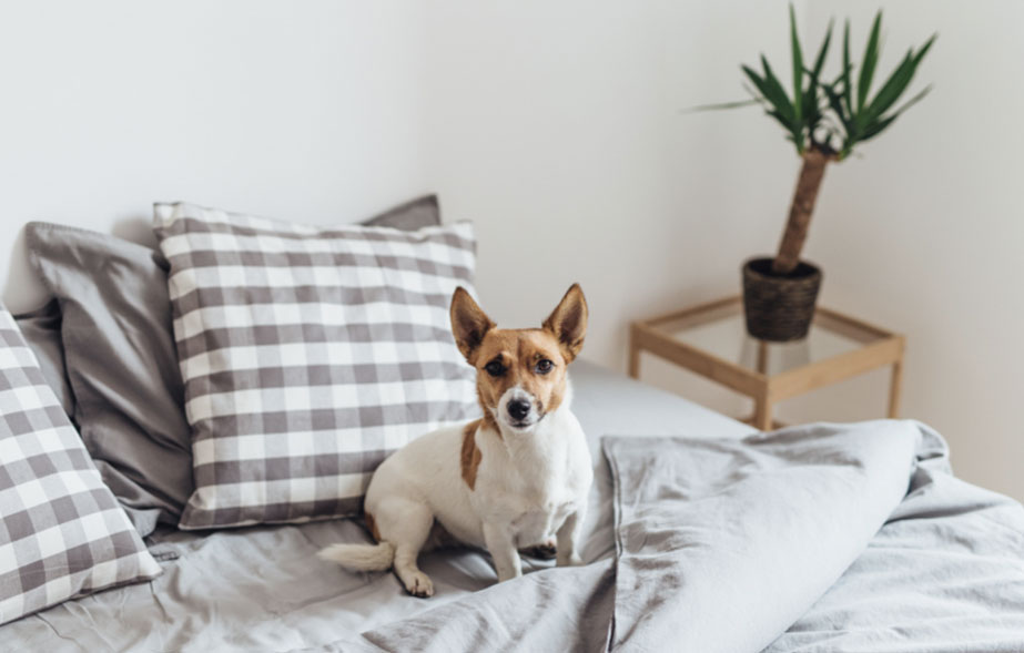 【愛犬家必見】わんこと暮らしやすい住宅とは？